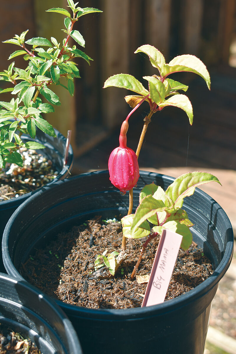 Master-gardener-plant-sale3